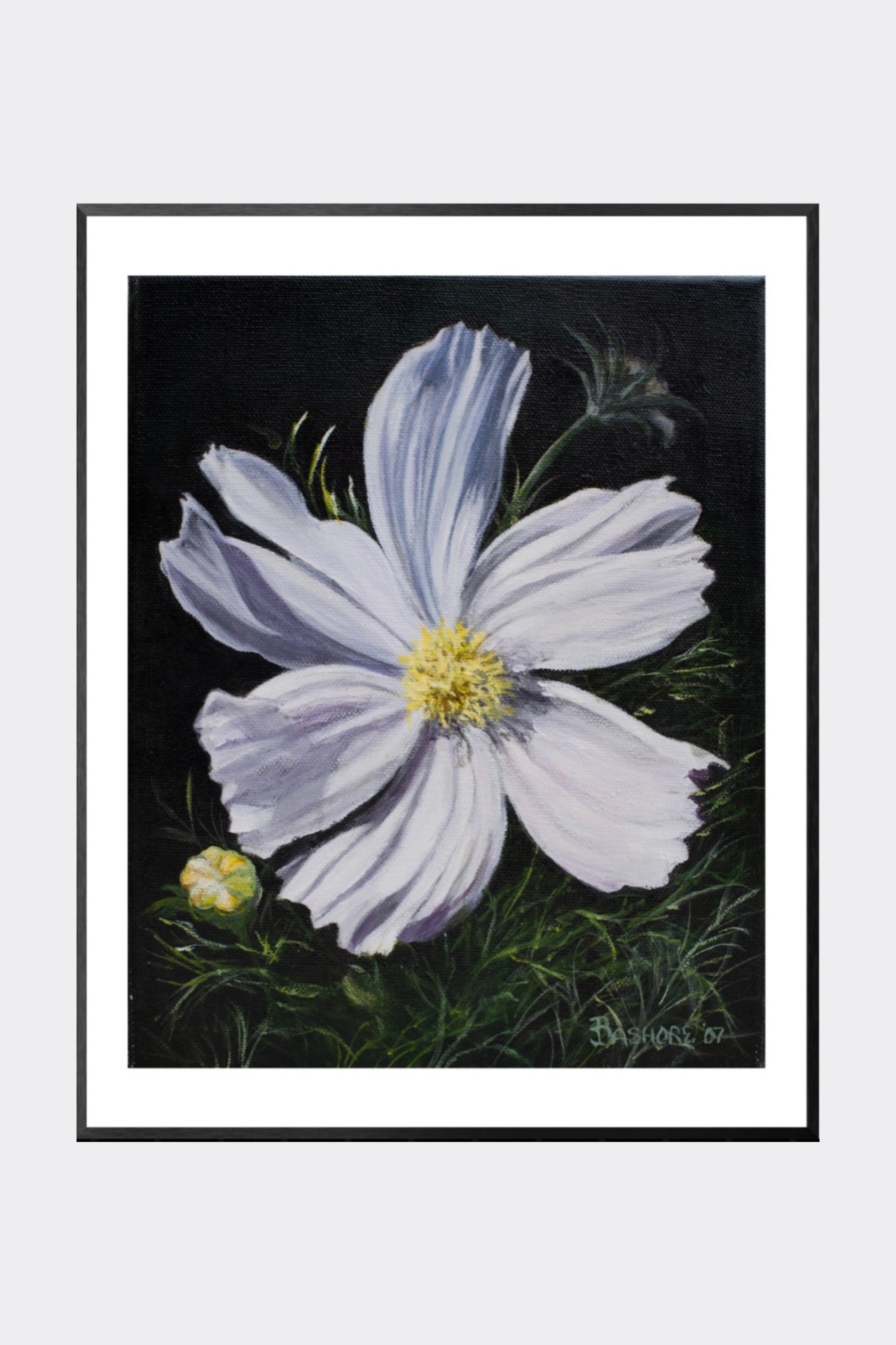 White Cosmos