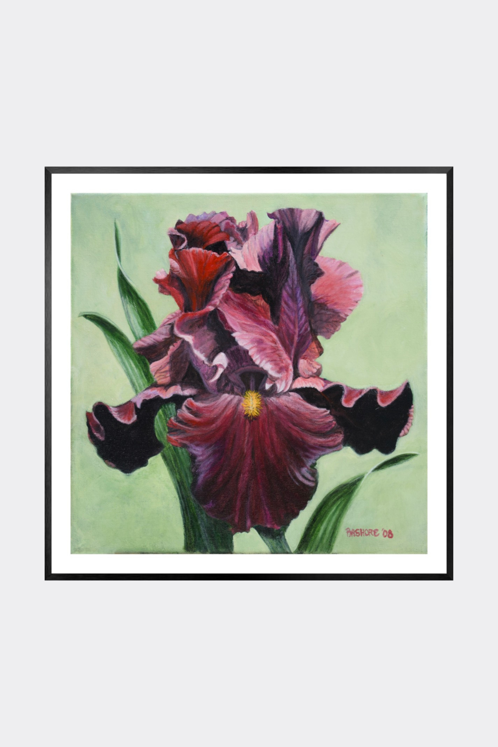 Burgundy Iris