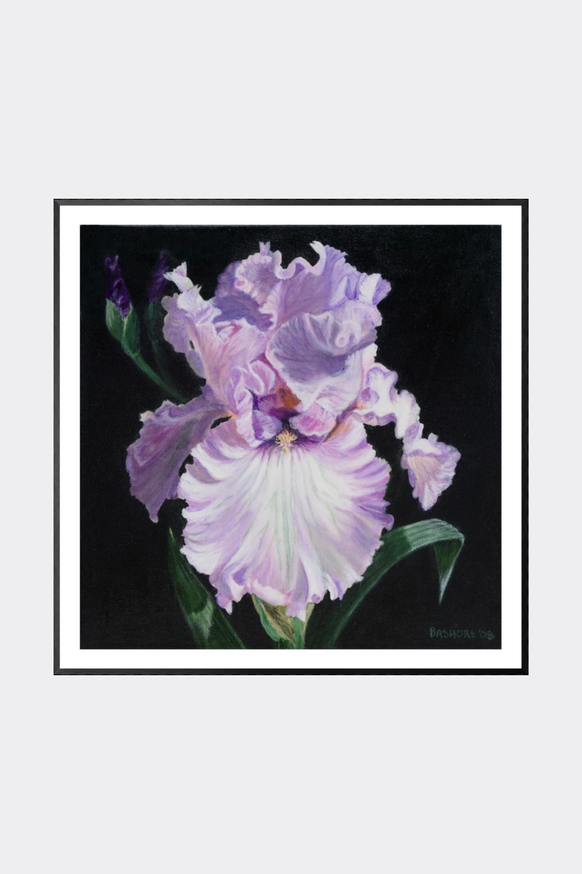 Lavender Iris