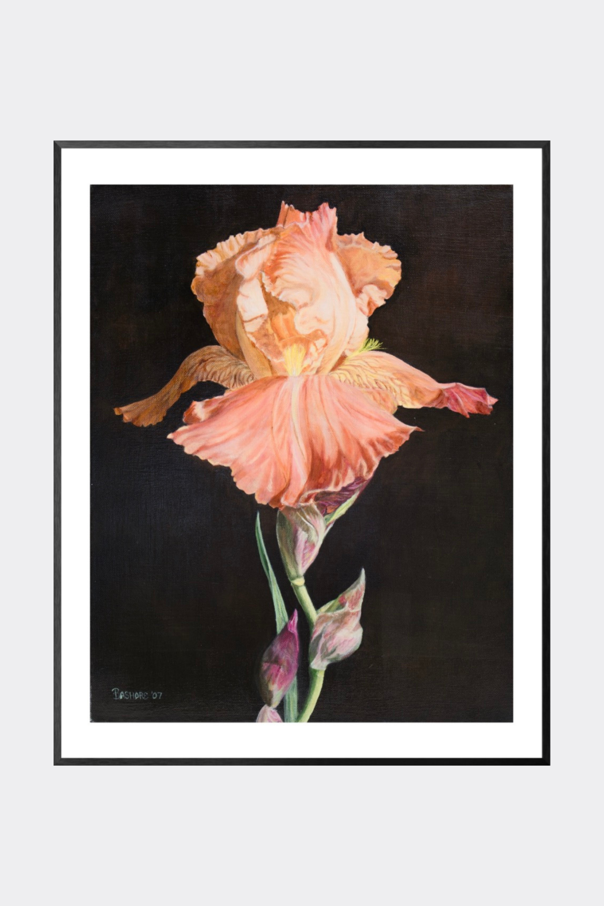 Orange Iris